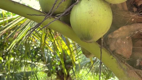 A single large coconut shown in detail on a palm tree with visible fibers and Stock Footage 325849454