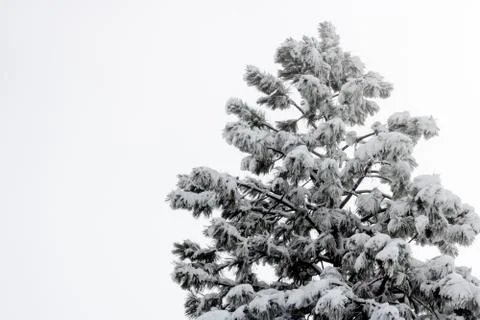 Single large coulter pine tree covered in heavy wet snow Stock Photos