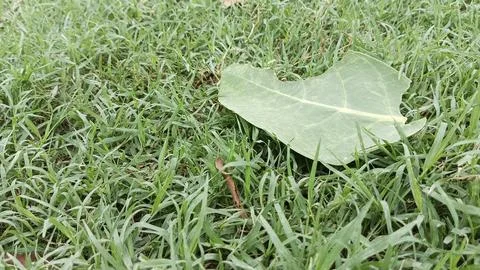 Single large green leaf lying on lush lawn grass stock photo top view 写真素材