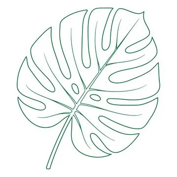 Single large monstera leaf in green line style, isolated on a white backgro.. イラスト素材