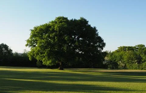 A single large oak tree in the evening sun in parkland Stock Photos