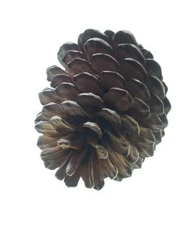 A single large open pinecone seen in close-up against a clear white background Stock Photos