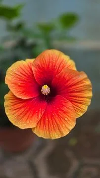 Single large orange and red hibiscus flower bloom with hibiscus Stock Photos