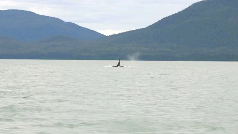 Single large Orca surfacing to breathe Stock Footage