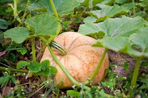 Single large pumpkin grow in ground Stock Photos