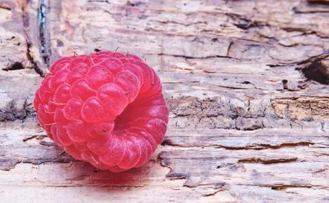 Single Large Raspberry Macro on wooden background Foto stock