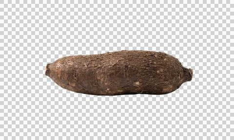 Single large raw cassava root vegetable on transparent background png 스톡 사진