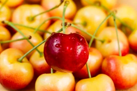Single large red cherry Stock Photos