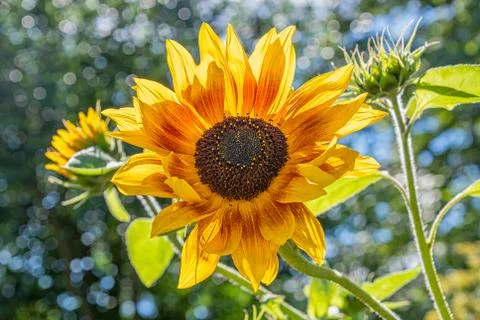 Single large sunflower bloom Stock Photos