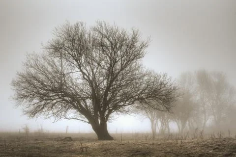 Single large tree against the illuminated morning fog Foto stock