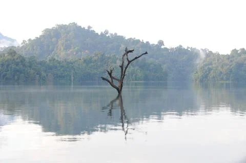 Single large tree remains in large lake of Khao sok national park, still waters Stock Photos