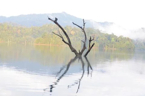 Single large tree remains in large lake of Khao sok national park, still waters Stock Photos