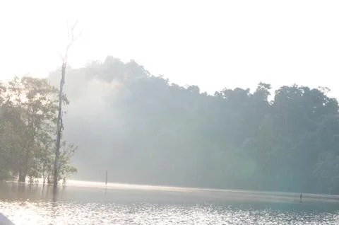Single large tree remains in large lake of Khao sok national park, still waters Stock Photos