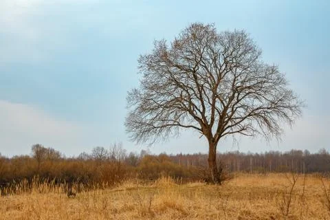 Single large tree without leaves against the sky Foto stock