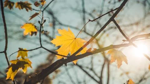 Single last yellow maple leaf hangs on the branch in the forest in autumn day Stock Photos