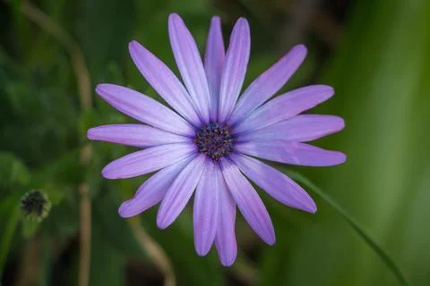 Single Lavender Daisy Flower Blooming In A Green Garden On A Bright Day Stock Photos