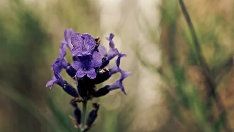 Single Lavender flower head close up stock footage Stock Footage 115039152