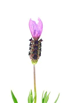 Single lavender flower Stock Photos