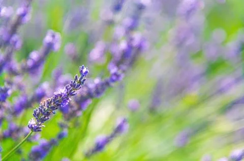 Single lavender sprig in sharp focus with blurred green background Stock Photos