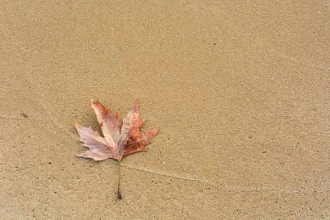 Single leaf on the beach Stock Photos