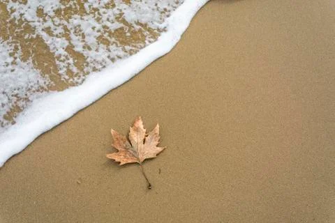 Single leaf on the beach Stock Photos