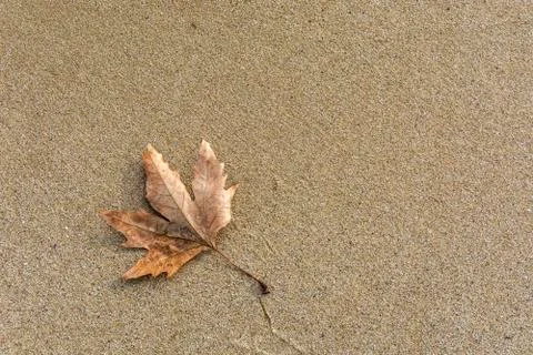 Single leaf on the beach Stock Photos