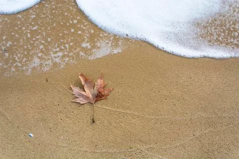 Single leaf on the beach Stock Photos