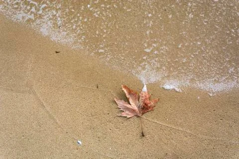 Single leaf on the beach Stock Photos