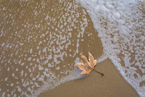 Single leaf on the beach Stock Photos