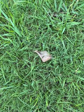 A single leaf on a bed of green grass Stock Photos