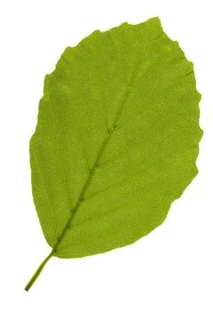Single leaf of beech tree isolated over white background single leaf of be... Stock Photos