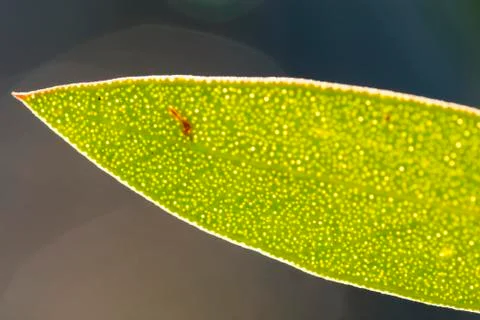 Single leaf with blurred background Stock Photos