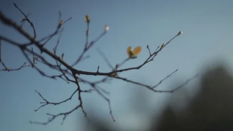 Single Leaf on Branch Brought Into Focus Video stock 76014588