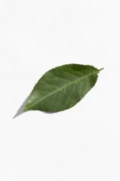 Single leaf of cherry wood on white Stock Photos