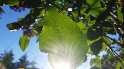 Single leaf close up with sun ray in summer clear blue sky Video stock 92133493