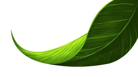 Single leaf closeup on white background .easy to use for your business. Digit Stock Illustration