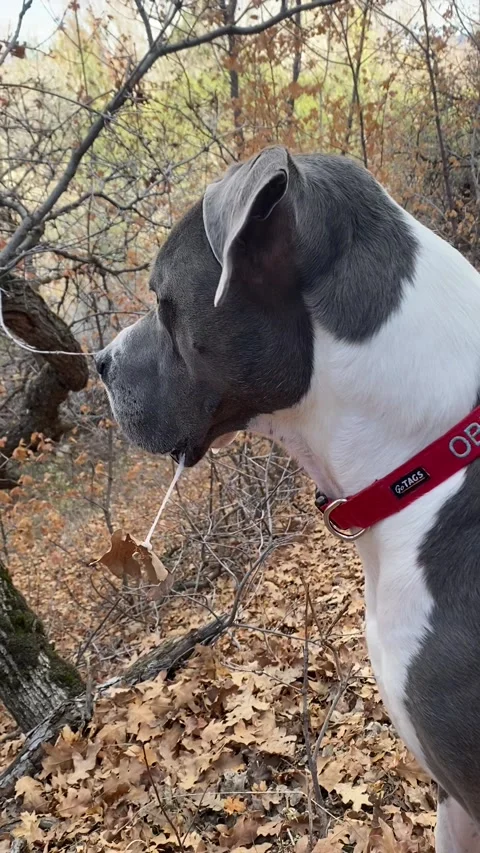 Single Leaf Dangles in Dog's Slobber, Sandy, Utah, USA - 16 Nov 2021 스톡 동영상 205402348