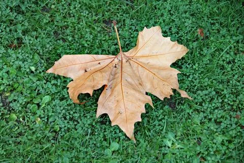 A single leaf fallen to the ground in autumn Stock Photos