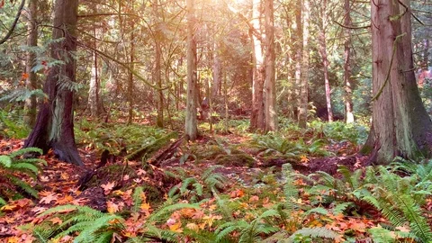 Single Leaf Falls in Forest Slow Motion, Fern Park Fall Landscape Autumn Natural Stock Footage 106214991
