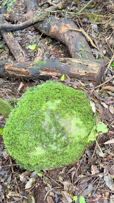 Single Leaf Falls Onto Mossy Rock in Forest Understory 動画素材 317538249
