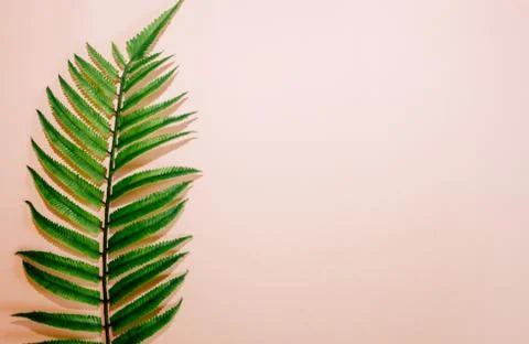 Single leaf of fern on pink background. Top view, copy space. Stock Photos