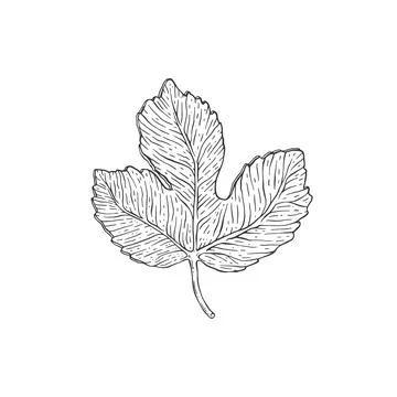 Single leaf of fig tree in hand drawn etched style vector illustration isolated. Stock Illustration