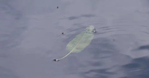 Single leaf floating insects fly skimming fast over water surface slow motion Video stock 155535150