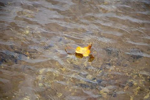 A single leaf floating on a lake Stock Photos