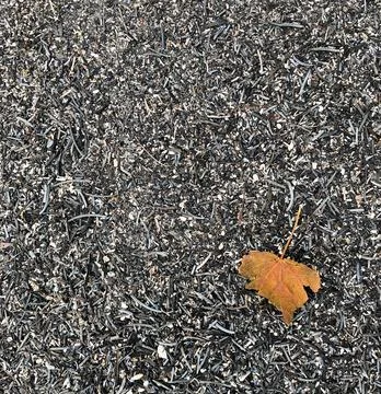 Single leaf on forest fire ashes Stock Photos