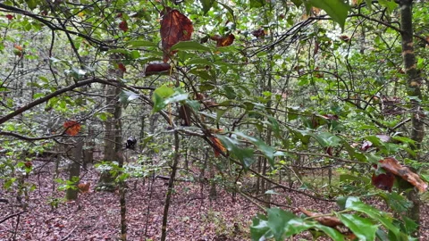 A single leaf in a forest of leaves  Stock Footage 163905788