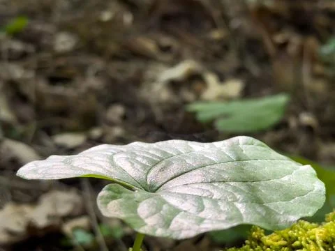 A Single Leaf in a Forest Undergrowth Stock Photos