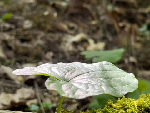 A Single Leaf in a Forest Undergrowth Stock Photos