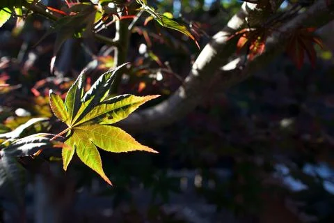 A single leaf glowing in evening calm Stock Photos