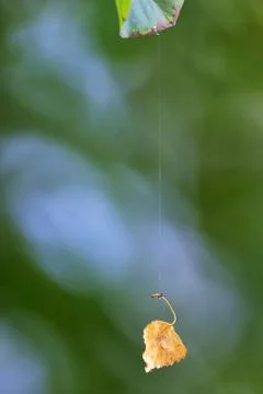 Single leaf hanging on spiderweb Stock Photos